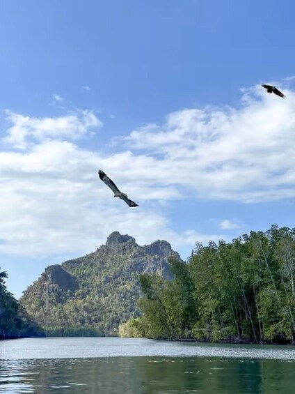 Picture 3 for Activity Langkawi: 3 Hours Private Mangrove Kilim Geoforest Boat Tour 2