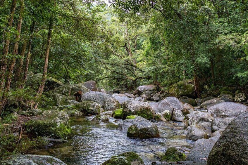 Jalun and Bubu Dreaming Saltwater to Rainforest Cultural Journey 2
