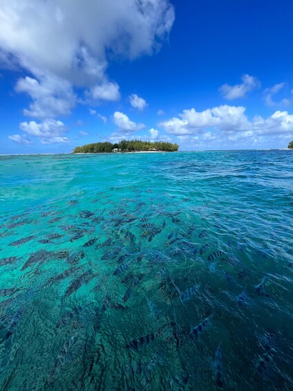 Picture 2 for Activity Blue Bay Marine Park: Guided Snorkeling with Video Souvenirs and Snack 2