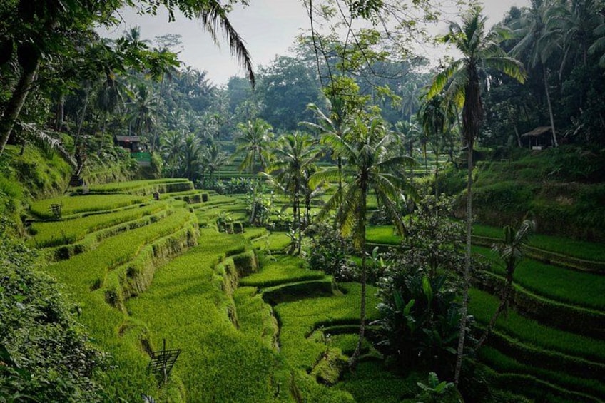 Terraced rice fields, palm trees, and a hilly landscape. 4