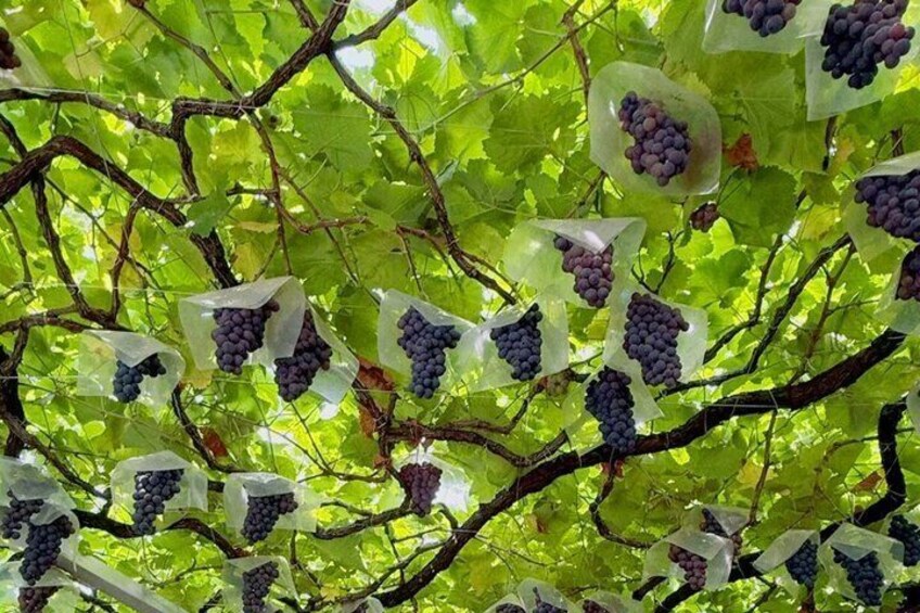 Clusters of grapevines with bunches of grapes. 4