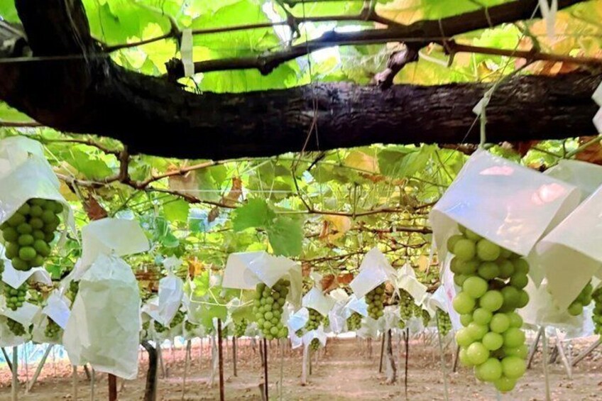 A vineyard with rows of grapevines bearing clusters of unripe green grapes. 5