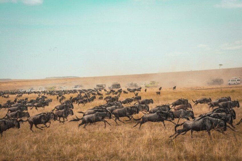5-Day Tanzania Safari: Tarangire, Serengeti & Ngorongoro Crater 2