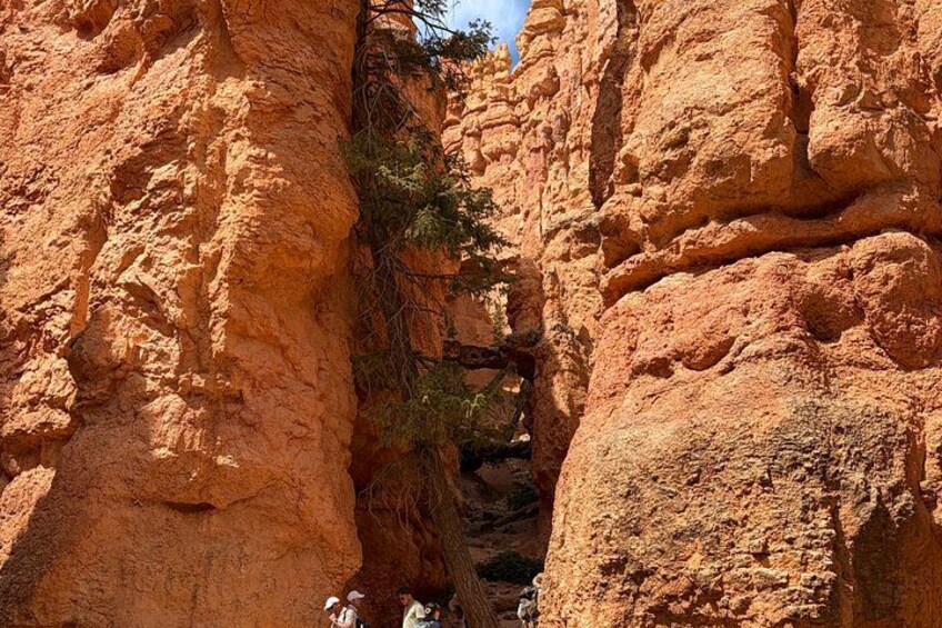A canyon with reddish rock formations and a small tree growing between them. 4