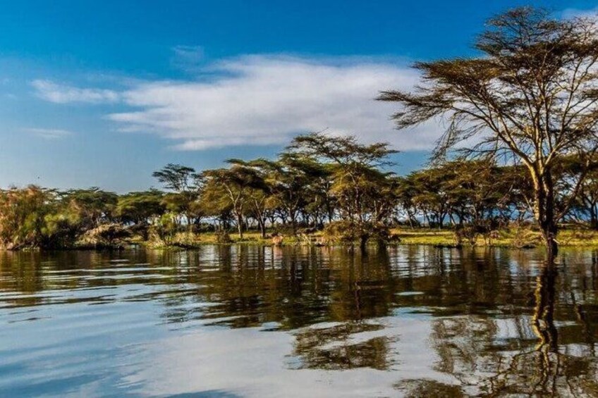 A calm lake with reflections of trees and a clear sky. 5