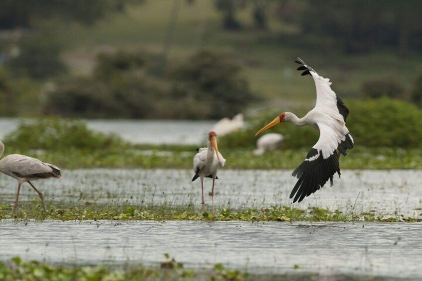 Lake Nakuru Day Trip Safari and Optional Lake Naivasha Boat 4