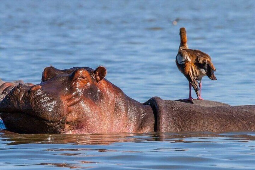 A hippopotamus with a bird standing on its back. 3
