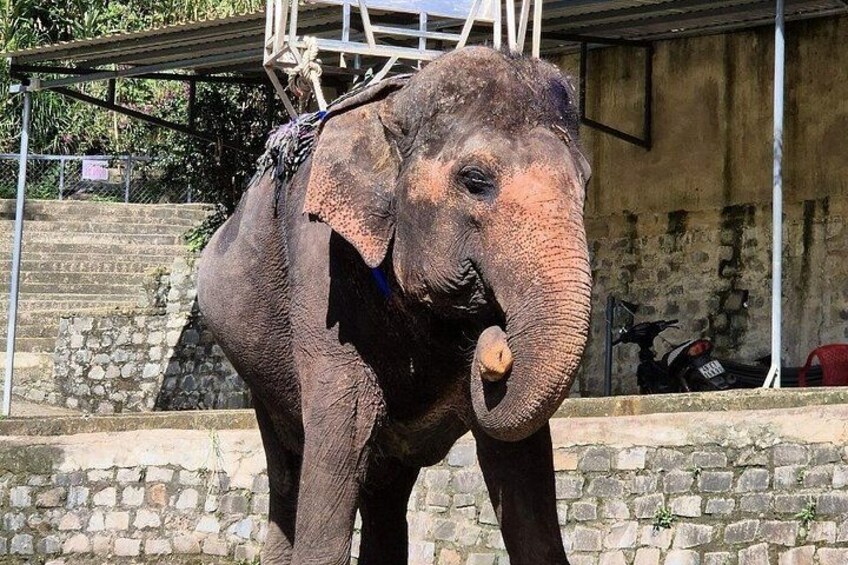 An elephant standing on a stone platform with a metal structure in the background. 3