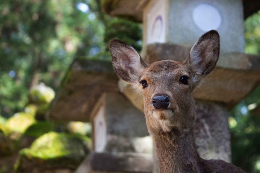 Picture 5 for Activity From Osaka: Nara and Kyoto Day Trip by Train with Guide 4