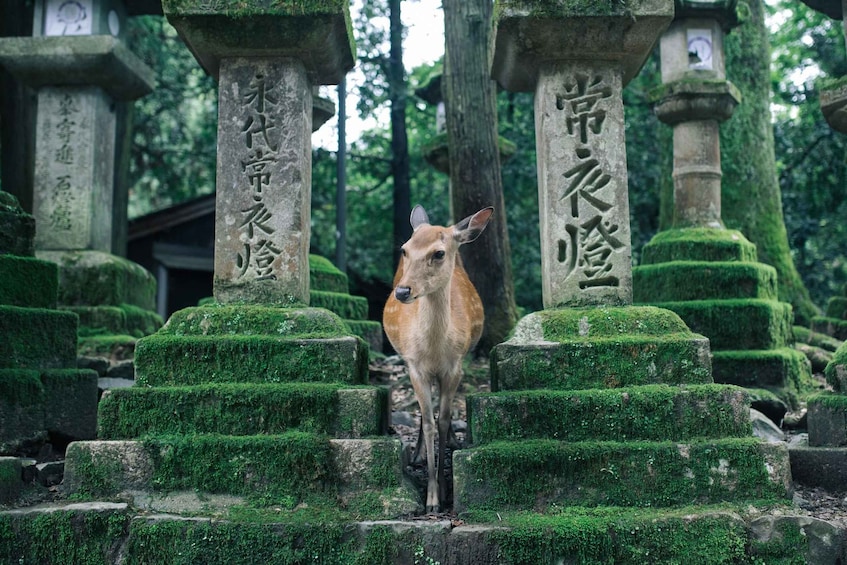 Picture 3 for Activity From Osaka: Nara and Kyoto Day Trip by Train with Guide 5