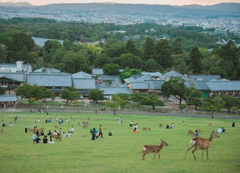 From Osaka: Nara and Kyoto Day Trip by Train with Guide 1