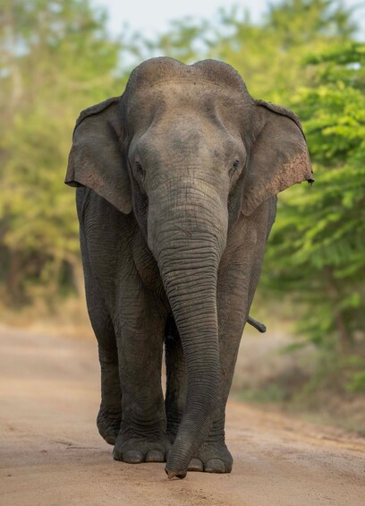 Picture 17 for Activity Offbeat Sri Lanka Adventure: Road trip Waterfalls, Hikes 4