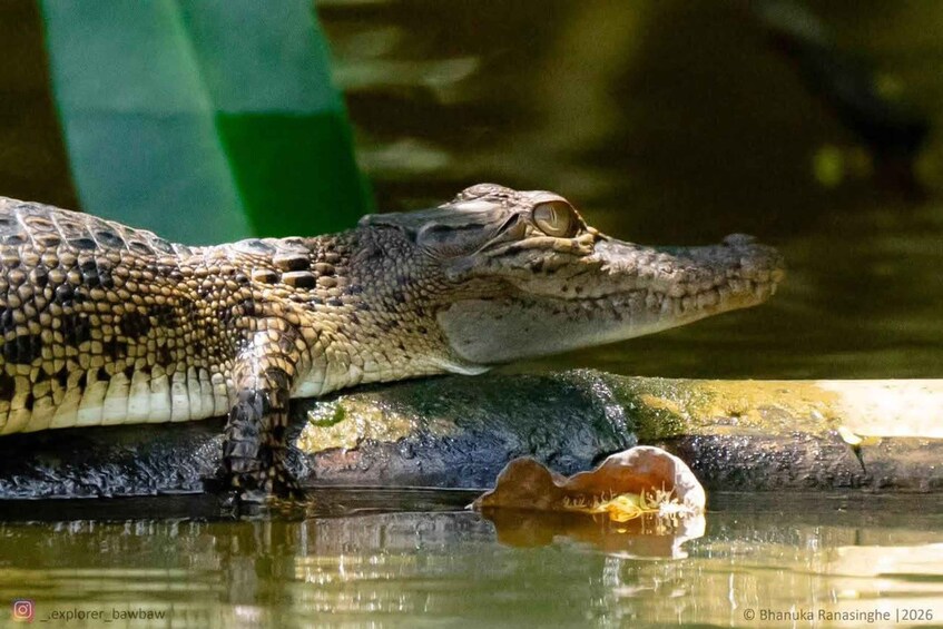 Picture 5 for Activity Mirissa to Matara Crocodile Watching Nilwala Boat Tours 2