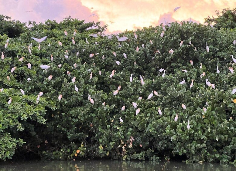 Picture 3 for Activity Mirissa to Matara Crocodile Watching Nilwala Boat Tours 4