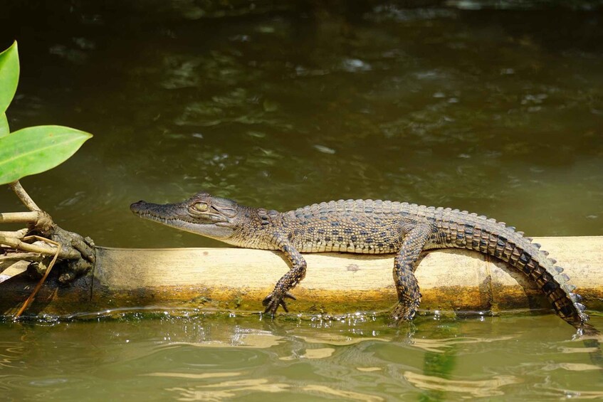 Picture 4 for Activity Mirissa to Matara Crocodile Watching Nilwala Boat Tours 3