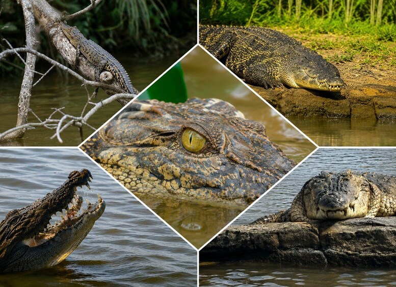 Mirissa to Matara Crocodile Watching Nilwala Boat Tours 1