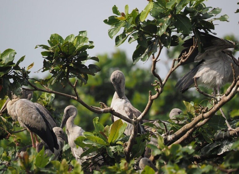 A group of birds perched on branches in a lush green environment. 5