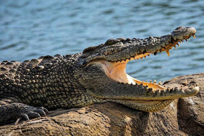 A crocodile with its mouth open, resting on a rock by a body of water. 1
