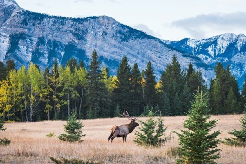 A mountain landscape with a grazing elk and coniferous trees. 2