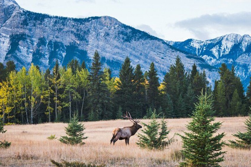 A mountain landscape with a deer in a field. 2