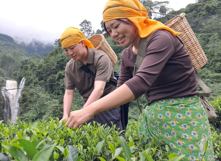Two individuals harvesting tea leaves in a lush, mountainous area with a waterfall in the background. 2