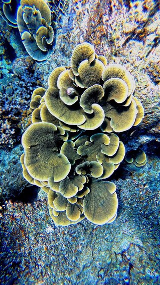 Picture 15 for Activity Lombok: Secret Islands Snorkeling Trip with weaving craft 4