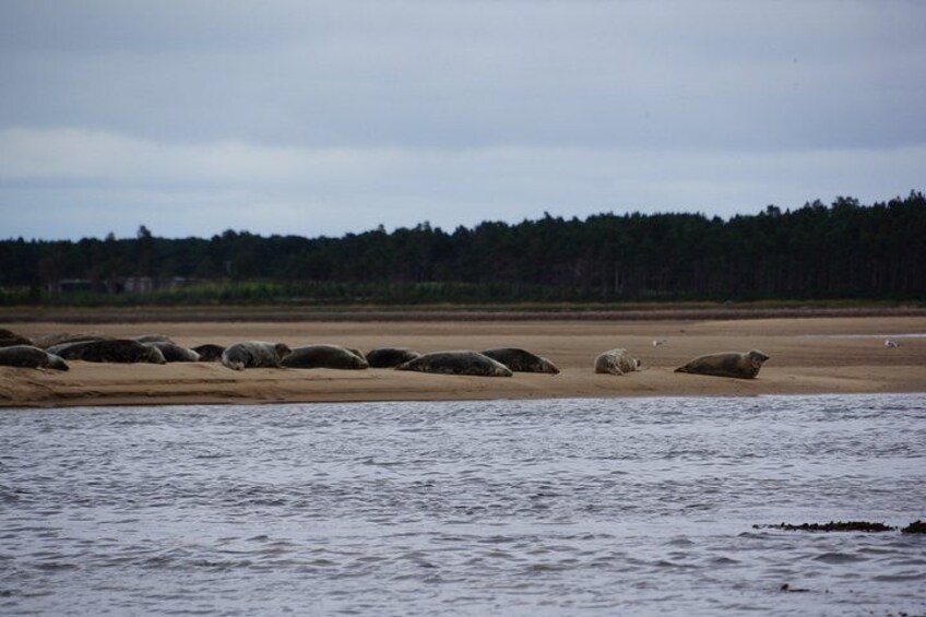 A beach with large rocks and a forest in the background. 3