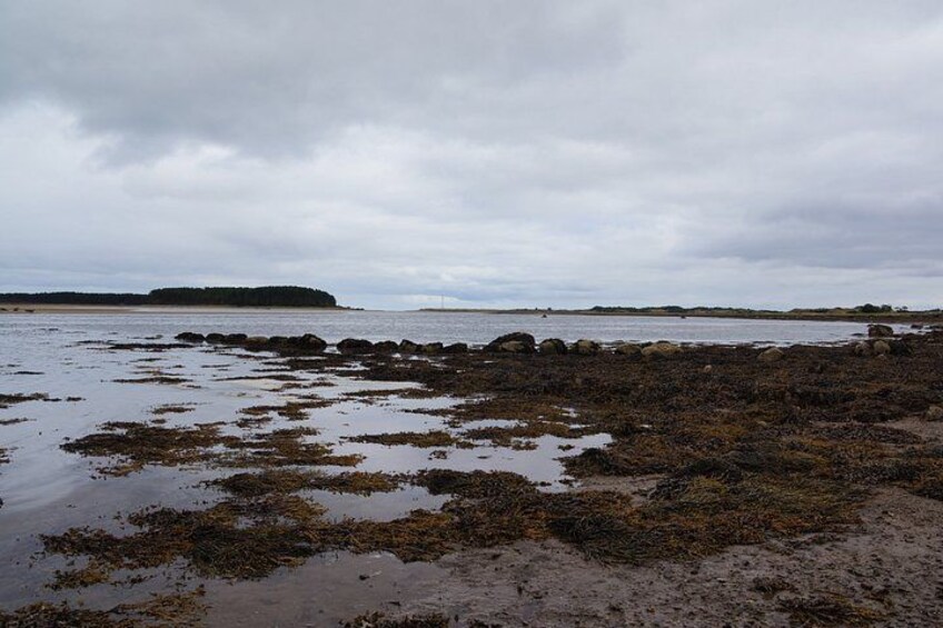 A coastal landscape with rocky shores, seaweed, and a distant island under a cloudy sky. 4