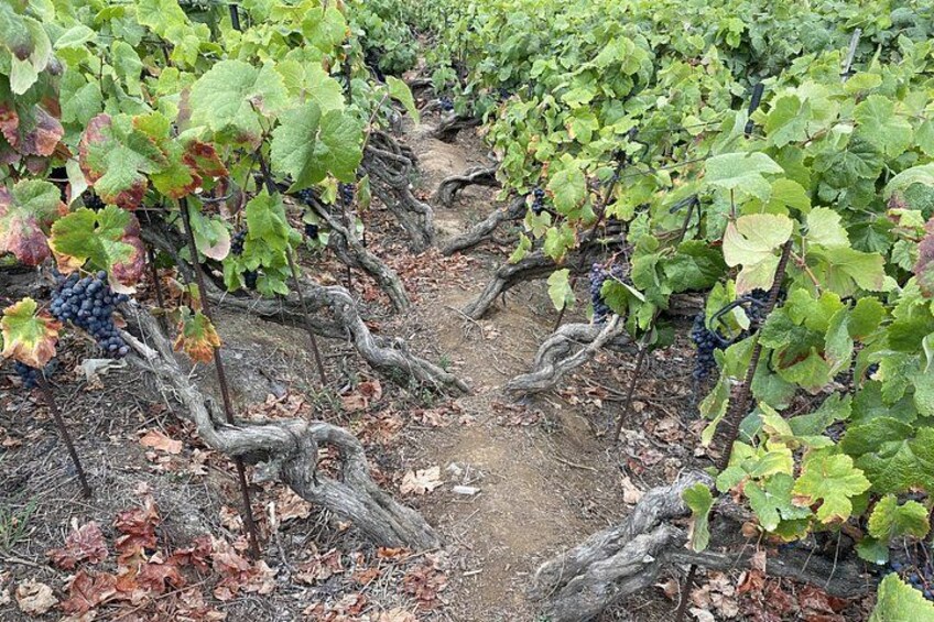 A vineyard with rows of grapevines and a dirt path between them. 1