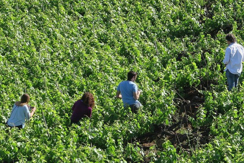 A group of people in a field of green plants. 4