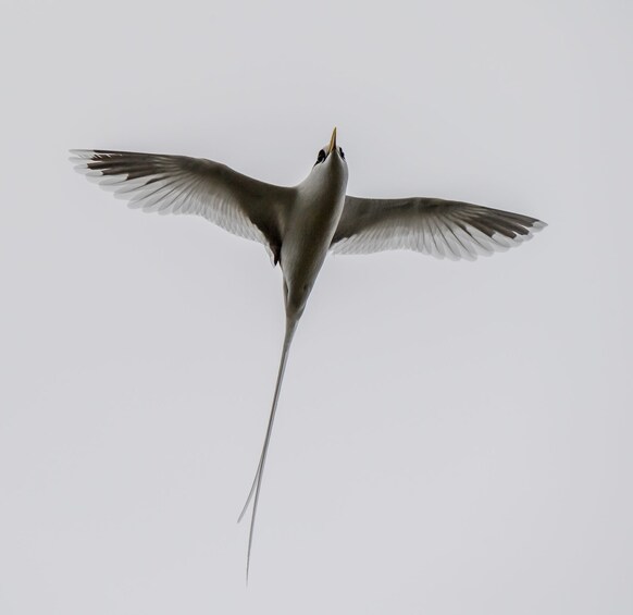 Picture 4 for Activity Endemics of Mauritius: A Curated Walk (Bird-Watching) 3