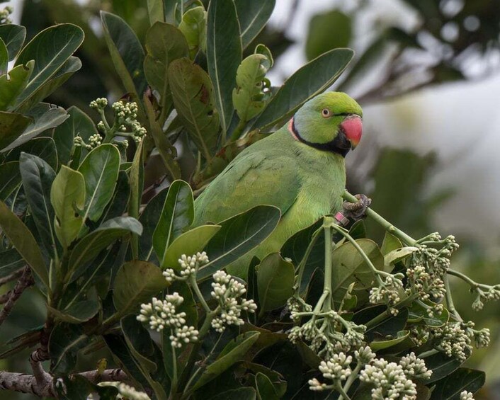 Endemics of Mauritius: A Curated Walk (Bird-Watching) 1
