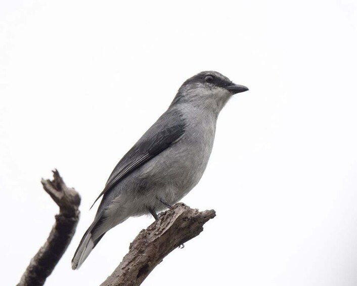 Picture 3 for Activity Endemics of Mauritius: A Curated Walk (Bird-Watching) 5