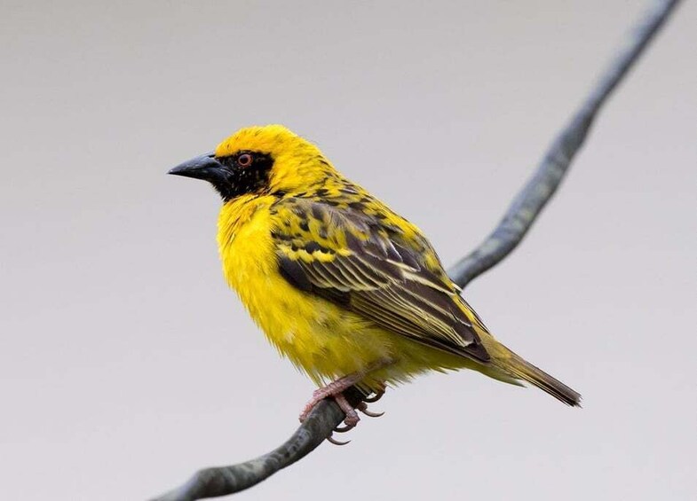 Picture 5 for Activity Endemics of Mauritius: A Curated Walk (Bird-Watching) 4