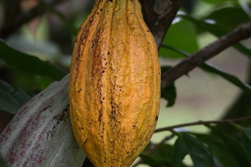 A single cocoa pod hanging from a tree. 3