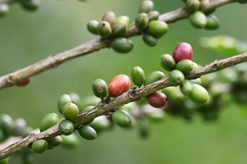 A branch with green and red berries. 2