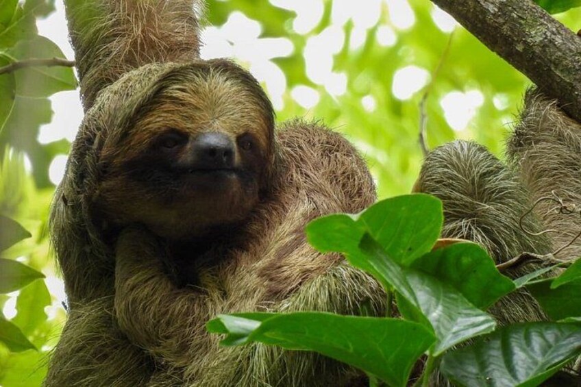 A sloth clinging to a tree branch surrounded by green foliage. 5