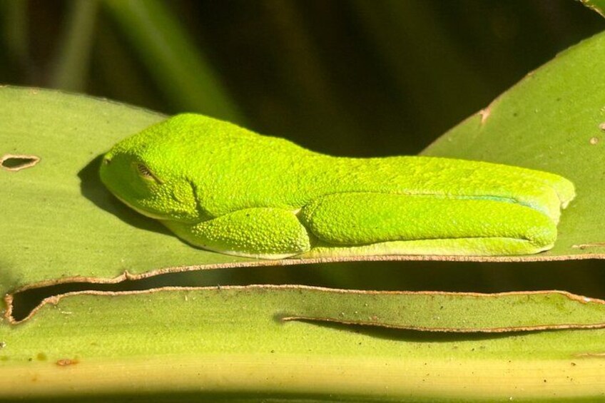 A bright green frog on a leaf. 4