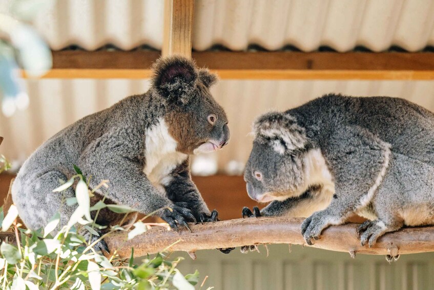 Picture 2 for Activity Sydney: Small Group Blue Mountains, Wildlife & Waterfalls 3