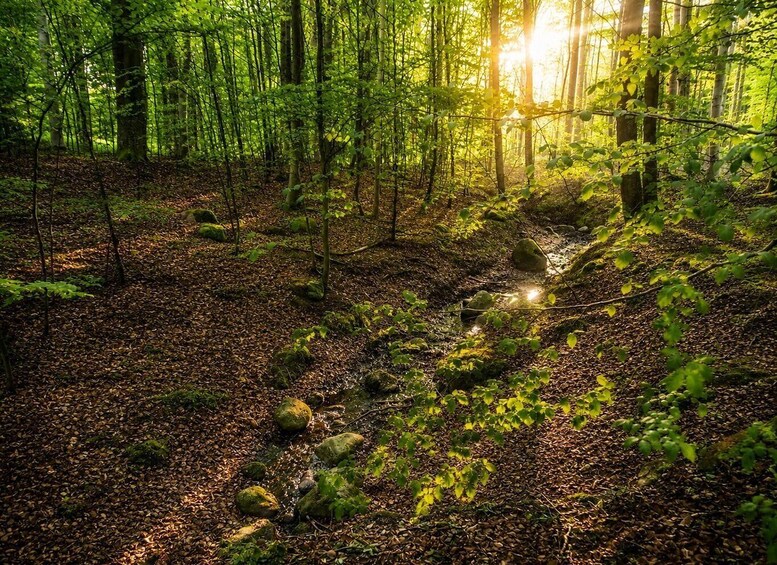 Secrets of Ulvshale Forest 1