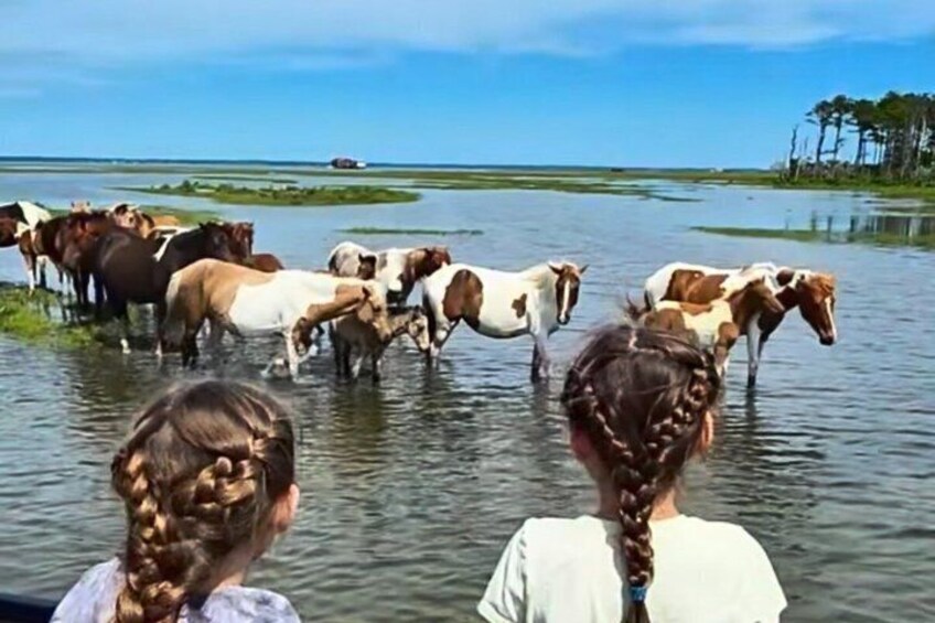 Saltwater Pony Tours Chincoteague Assateague Wild Pony Boat Tour 1