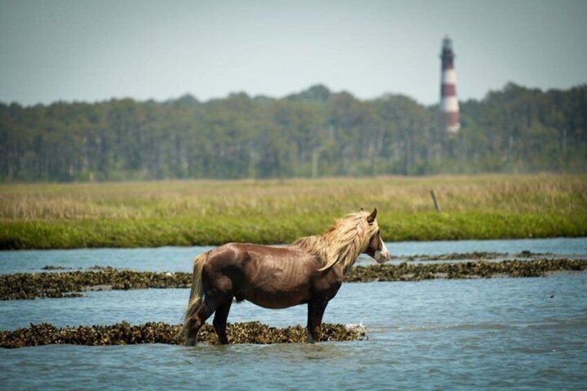 Saltwater Pony Tours Chincoteague Assateague Wild Pony Boat Tour 3