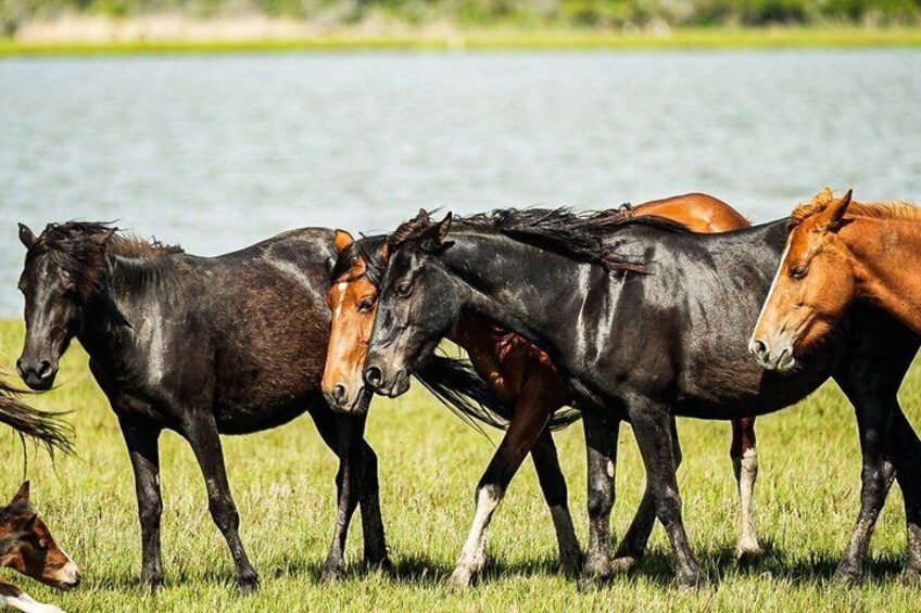Saltwater Pony Tours Chincoteague Assateague Wild Pony Boat Tour 4