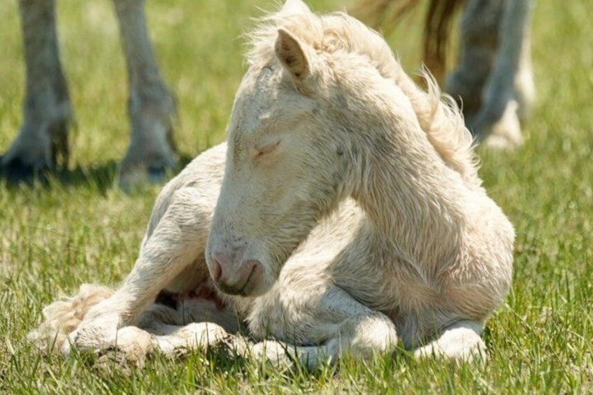 A white horse lying on grass. 4