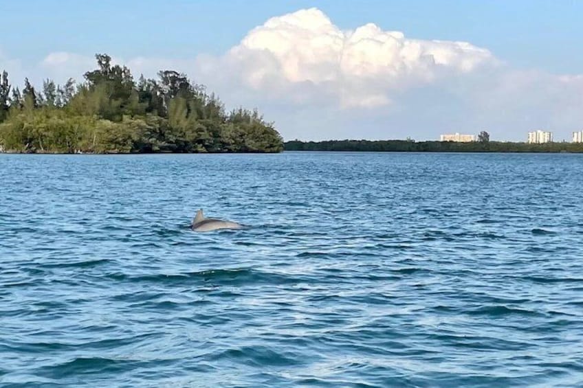 Nature Boat Tour in Port Saint Lucie 2