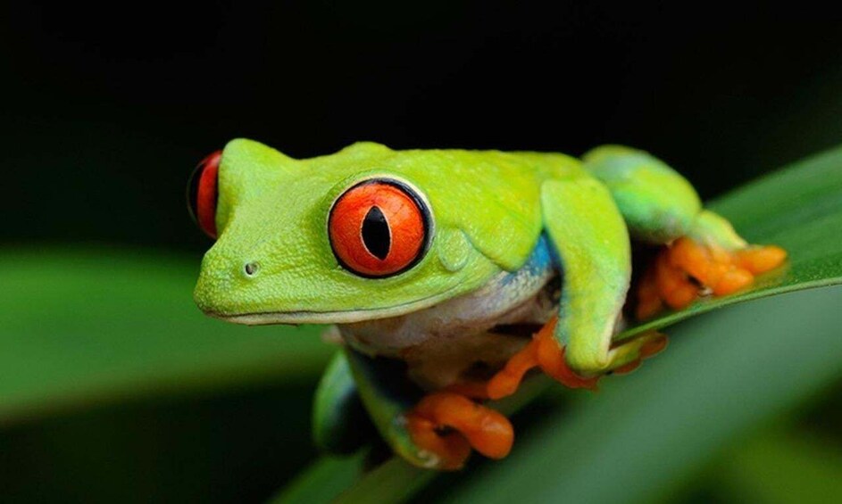 Tortuguero: A nighttime walk through the Tortuguero rainforest 1