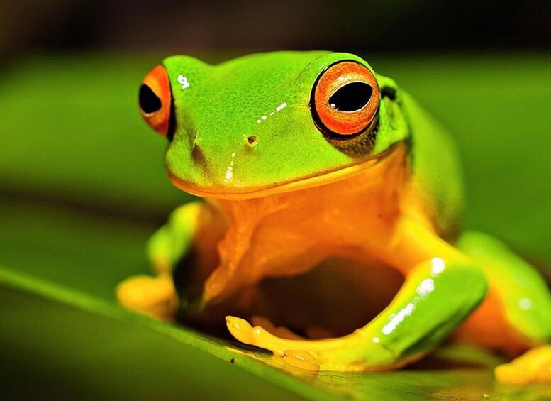 Picture 3 for Activity Tortuguero: A nighttime walk through the Tortuguero rainforest 4