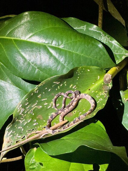 Picture 5 for Activity Tortuguero: A nighttime walk through the Tortuguero rainforest 2
