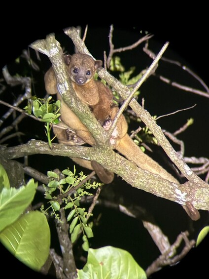 Picture 1 for Activity Tortuguero: A nighttime walk through the Tortuguero rainforest 5