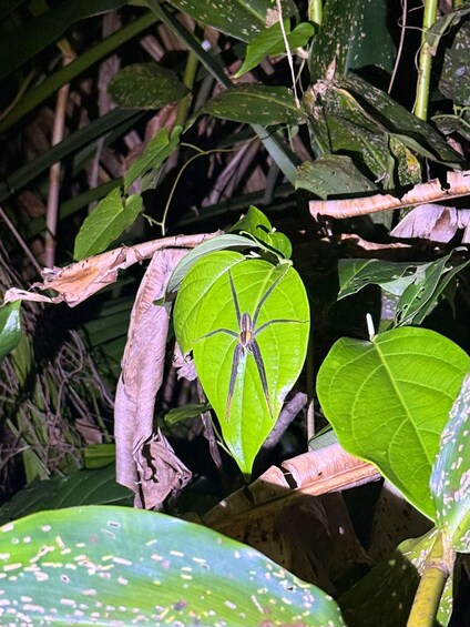 Picture 6 for Activity Tortuguero: A nighttime walk through the Tortuguero rainforest 3